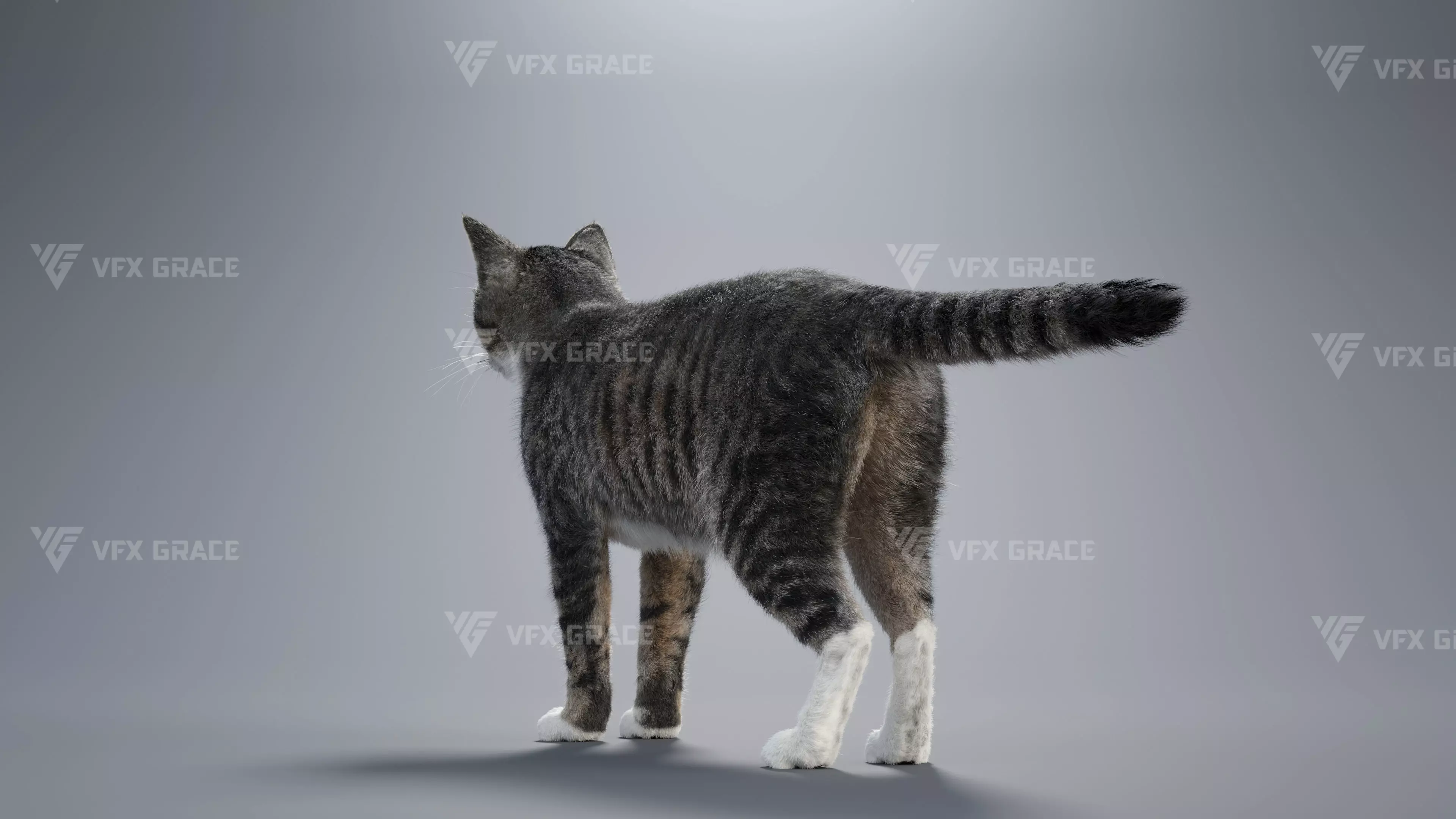Tabby Cat White Animation Blender 3D Model 3D model_9