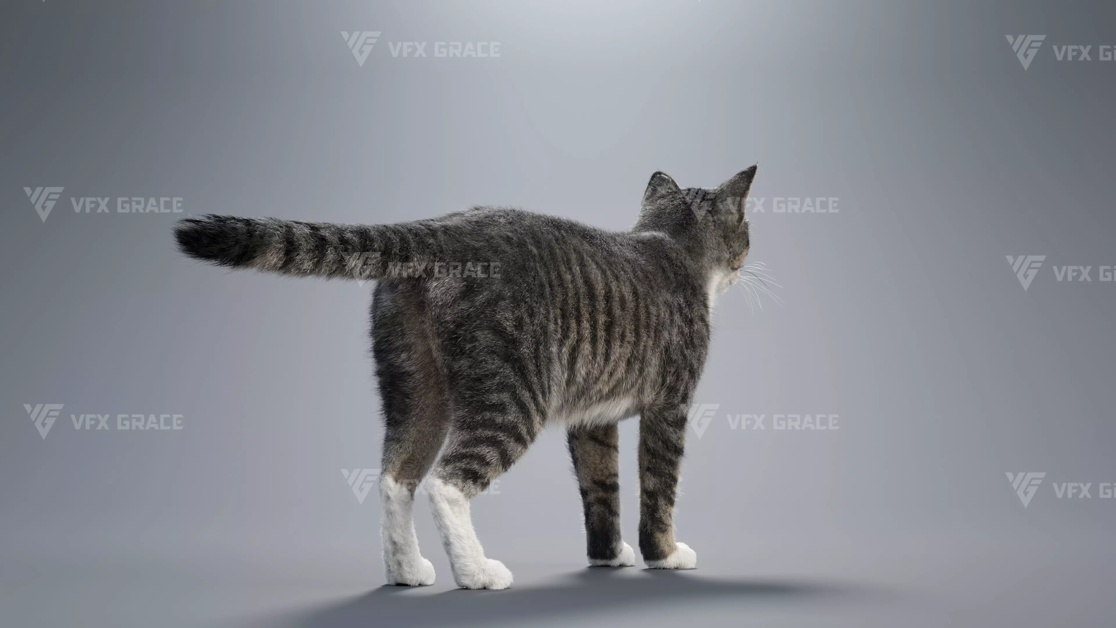 Tabby Cat White Animation Blender 3D Model 3D model_8