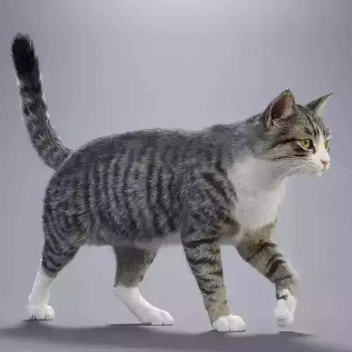 Tabby Cat White Animation  Blender 3D Model 3D model