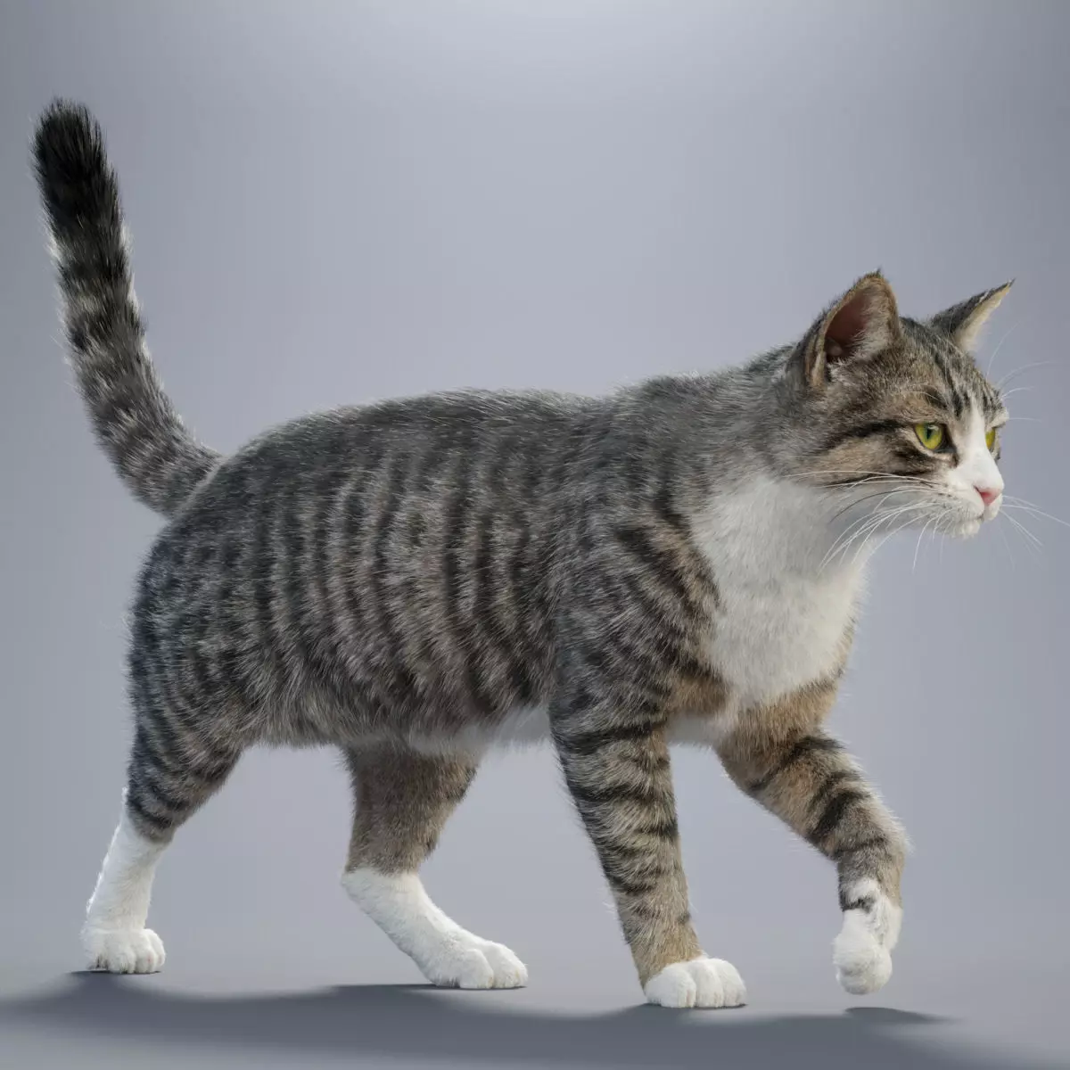 Tabby Cat White Animation Blender 3D Model 3D model_0