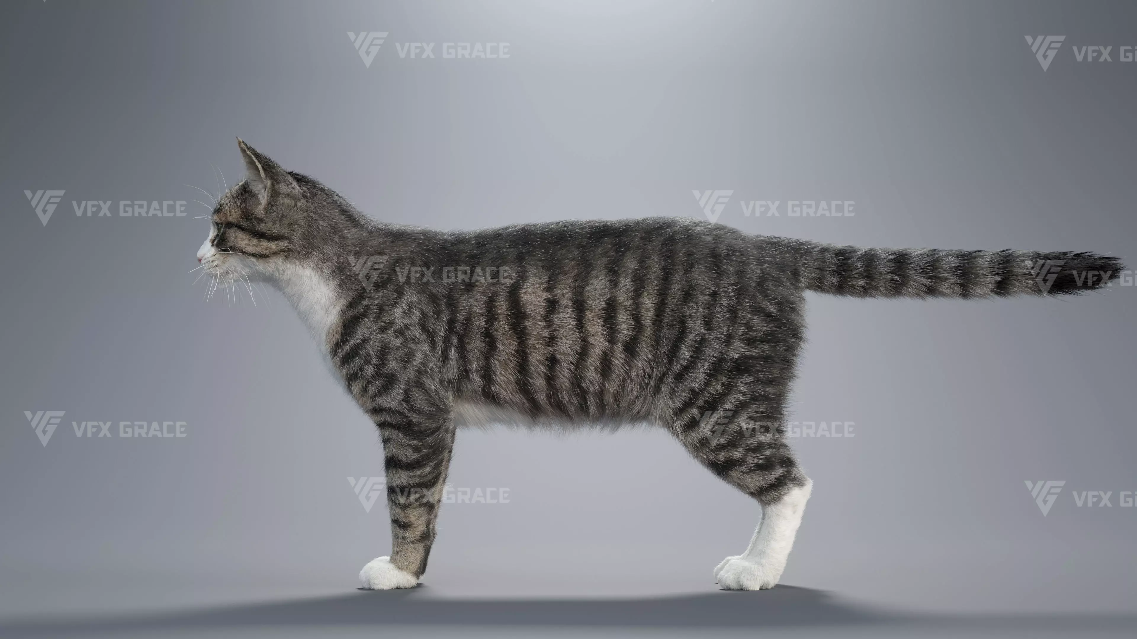 Tabby Cat White Animation Blender 3D Model 3D model_10