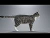 Tabby Cat White Animation  Blender 3D Model 3D model_1