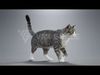 Tabby Cat White Animation  Blender 3D Model 3D model_2
