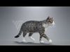 Tabby Cat White Animation  Blender 3D Model 3D model_3