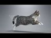 Tabby Cat White Animation  Blender 3D Model 3D model_4