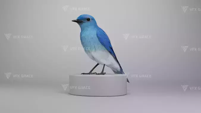 Sialia Currucoides Animation 3D Model Rigged for Blender