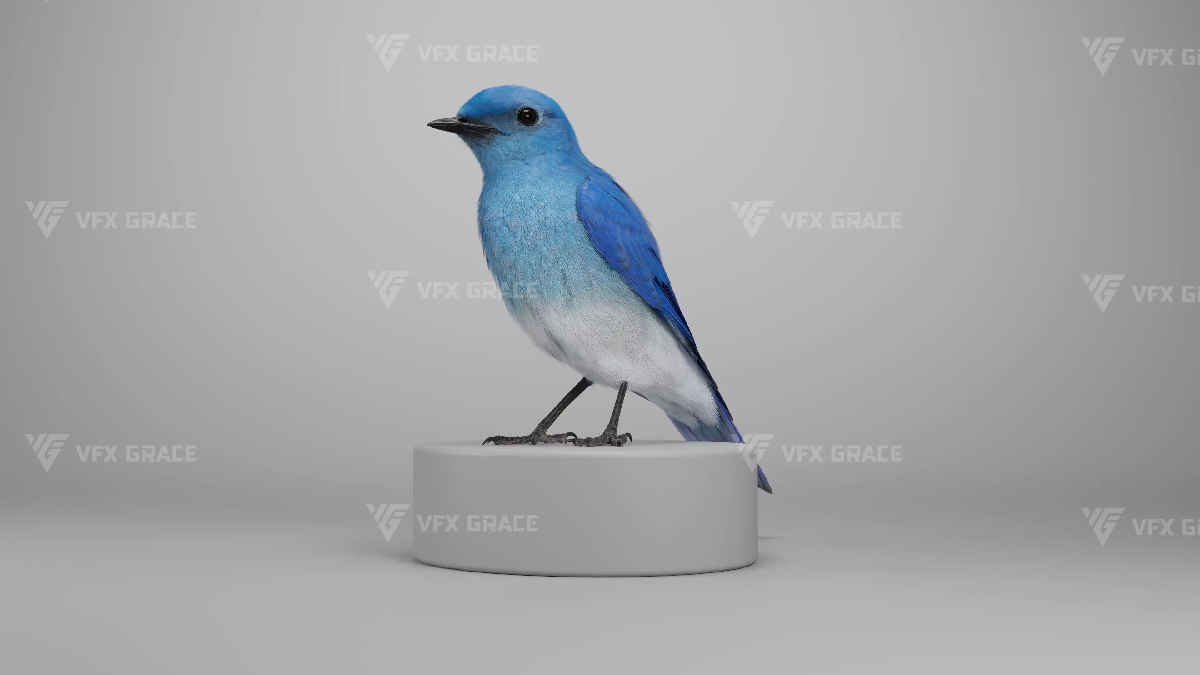 Sialia Currucoides Animation 3D Model Rigged for Blender 3D model