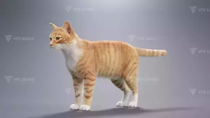 Orange white cat Animation  Blender 3D Model 3D model