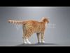 Orange white cat Animation  Blender 3D Model 3D model_1
