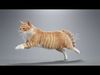 Orange white cat Animation  Blender 3D Model 3D model_2