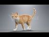 Orange white cat Animation  Blender 3D Model 3D model_4