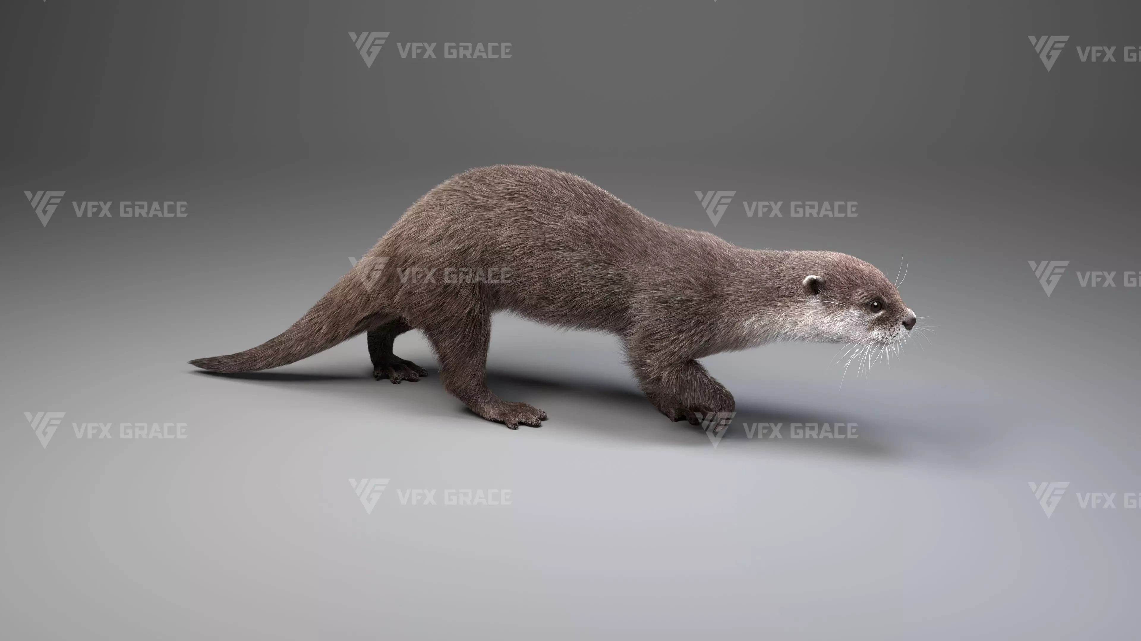 Lutra Animation Blender 3D Model 3D model_7