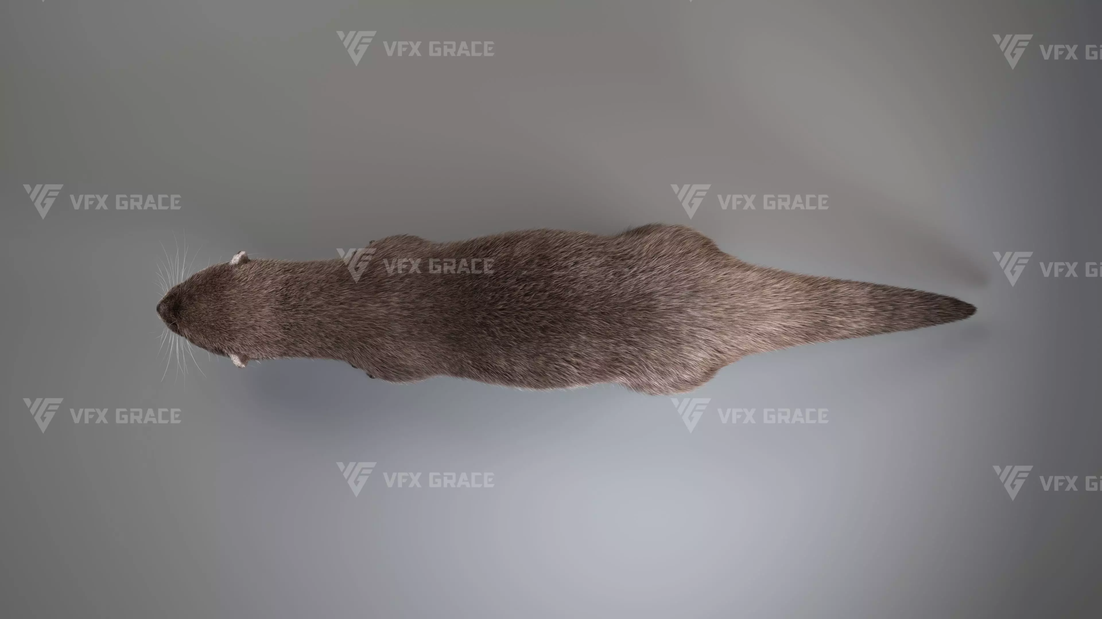 Lutra Animation Blender 3D Model 3D model_10