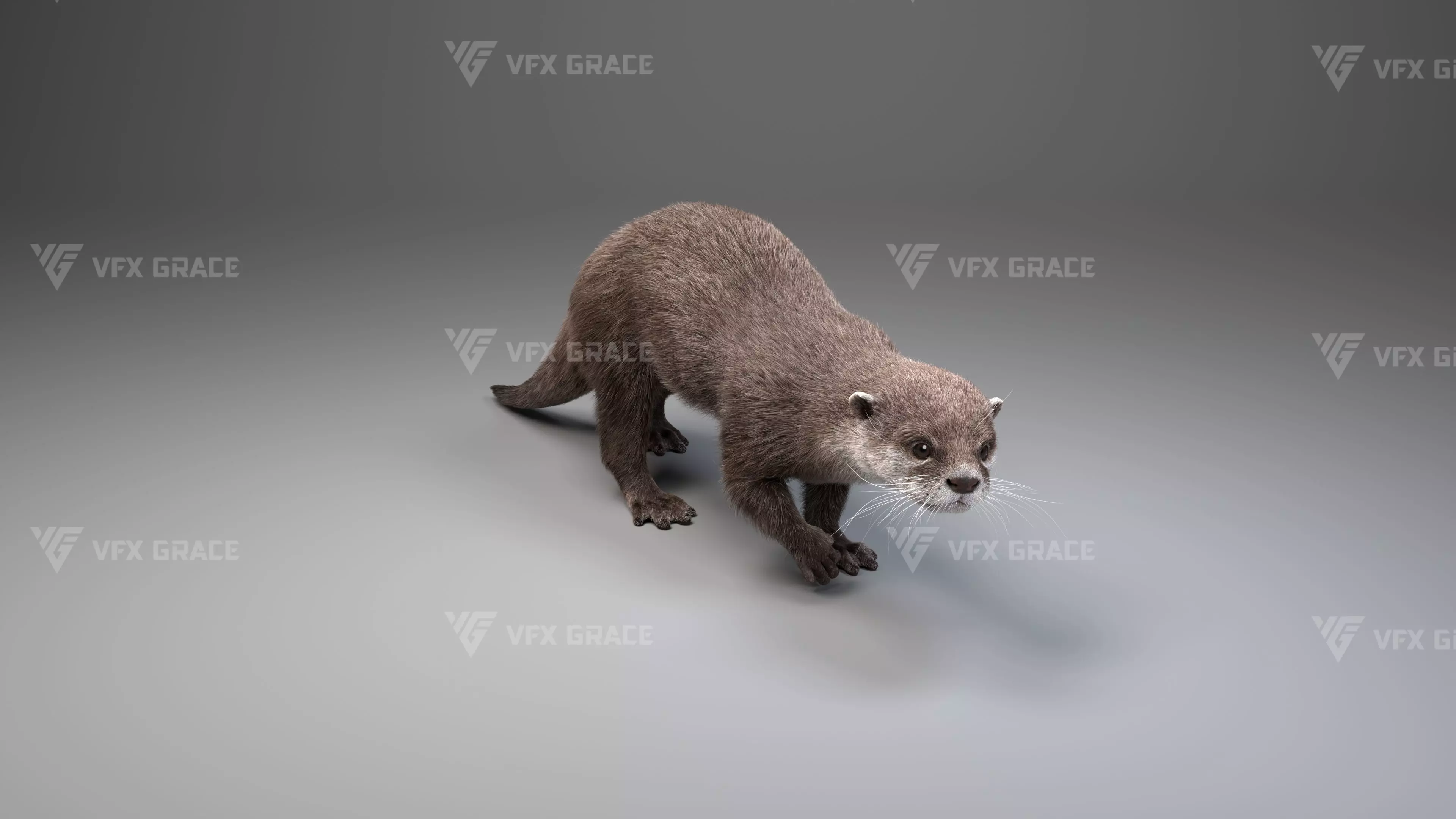 Lutra Animation Blender 3D Model 3D model_6