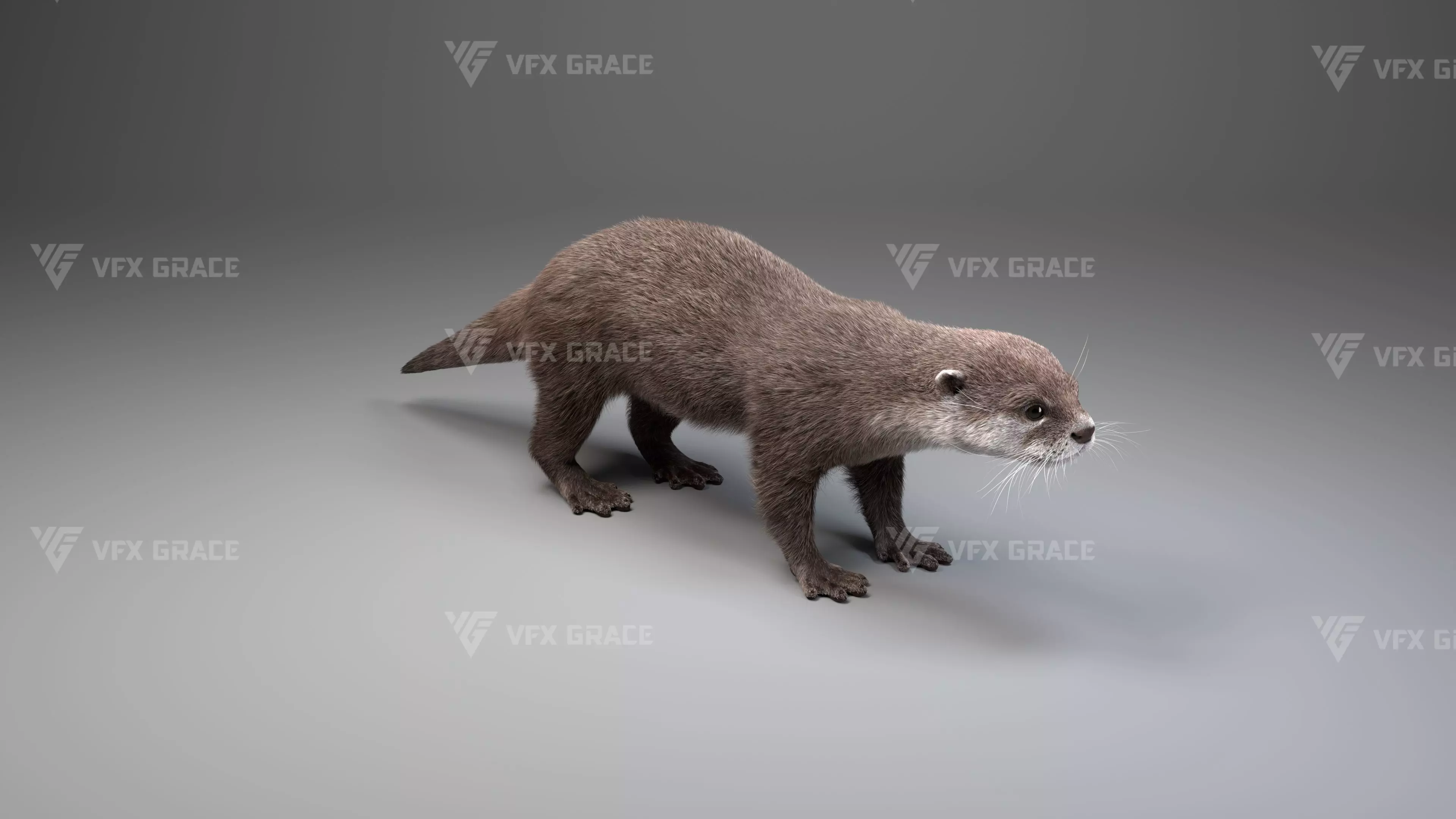 Lutra Animation Blender 3D Model 3D model_11