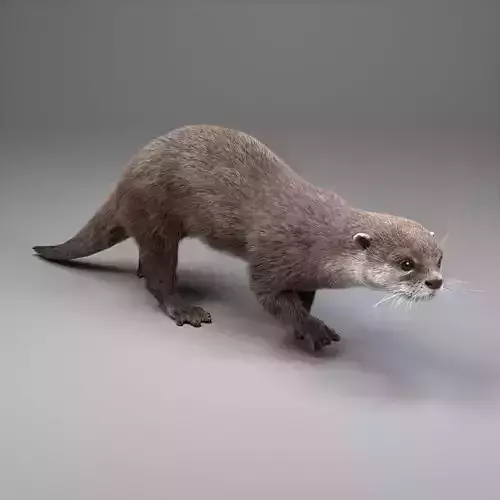 Lutra Animation  Blender 3D Model 3D model