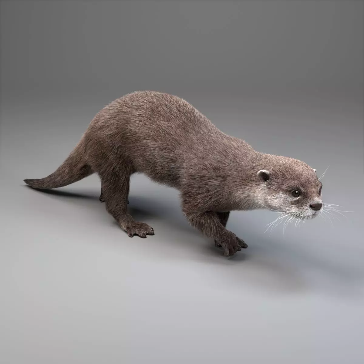 Lutra Animation Blender 3D Model 3D model_0