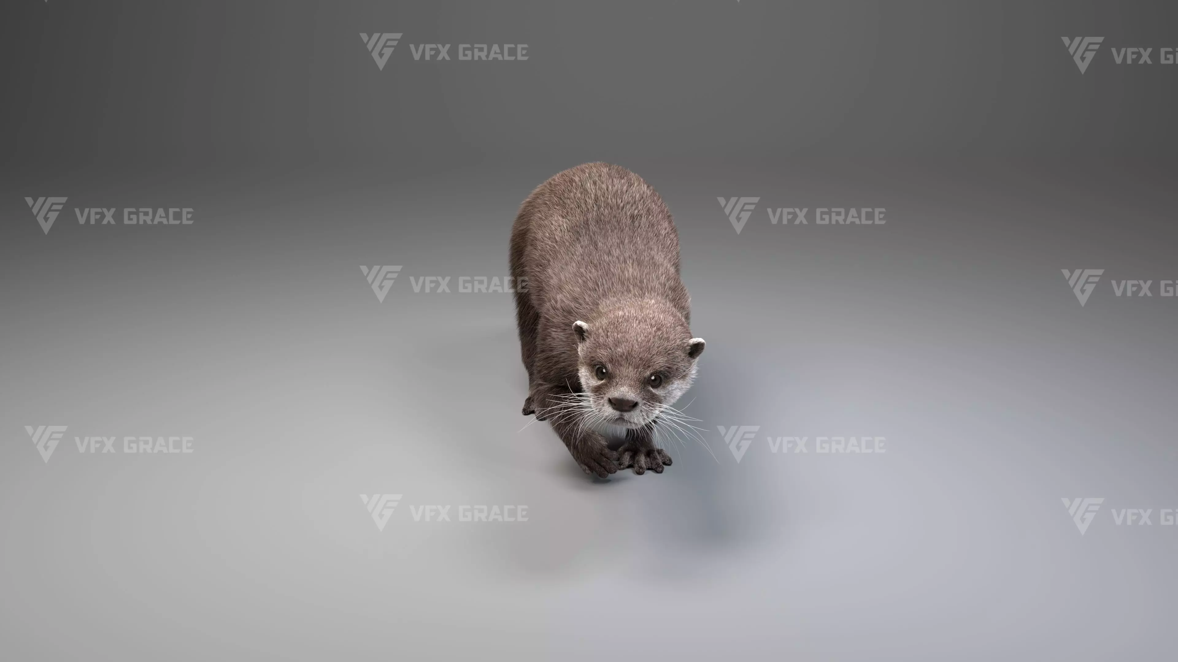 Lutra Animation Blender 3D Model 3D model_9