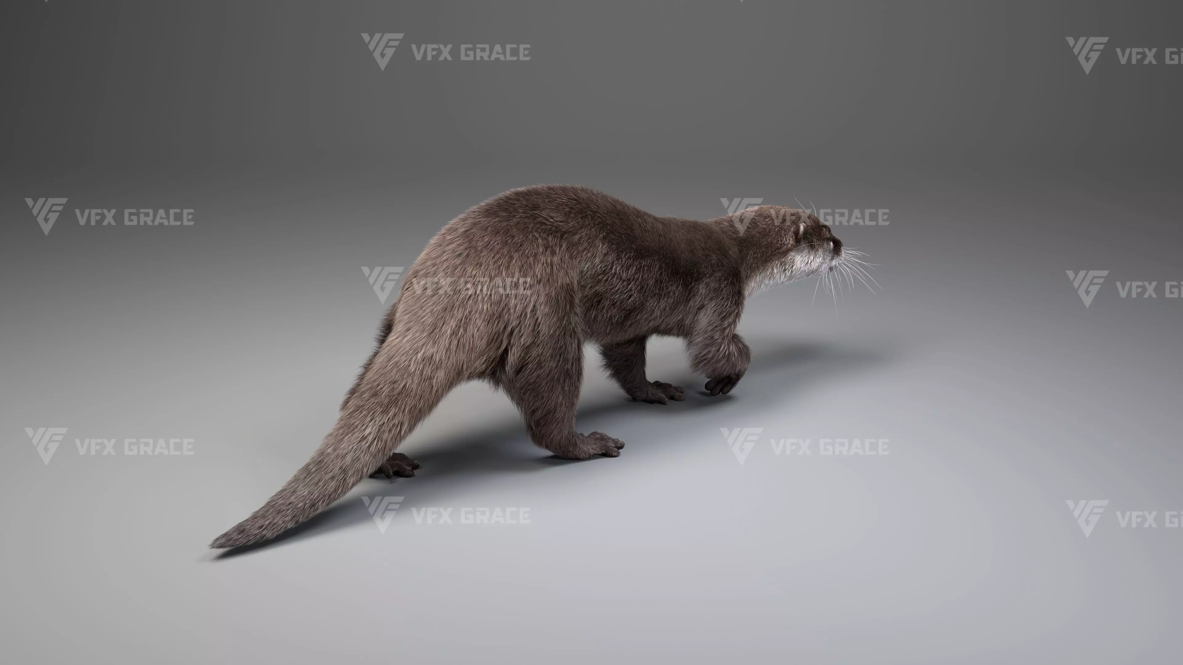 Lutra Animation Blender 3D Model 3D model_8