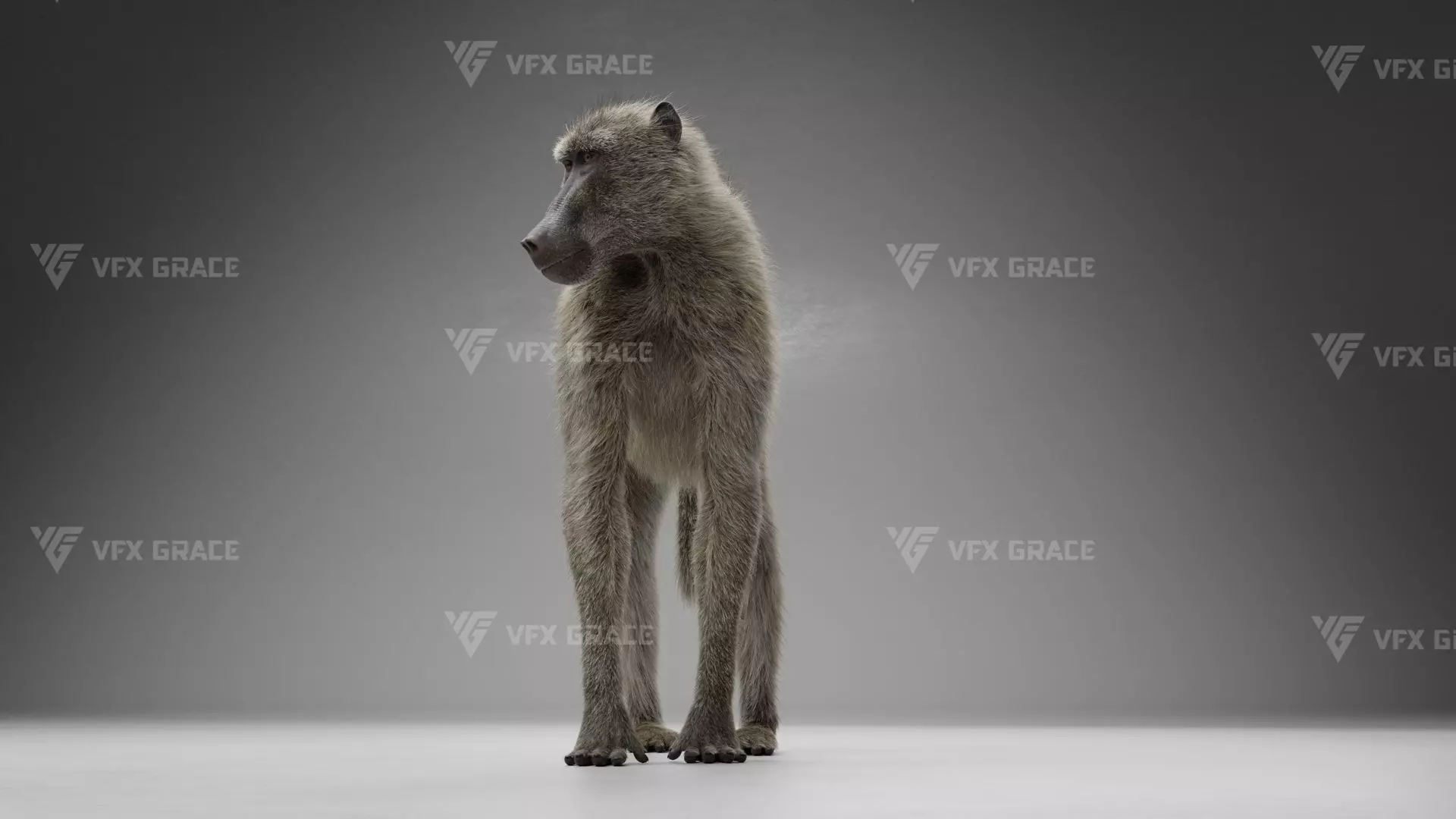 Baboon Animation  Blender 3D Model 3D model_6