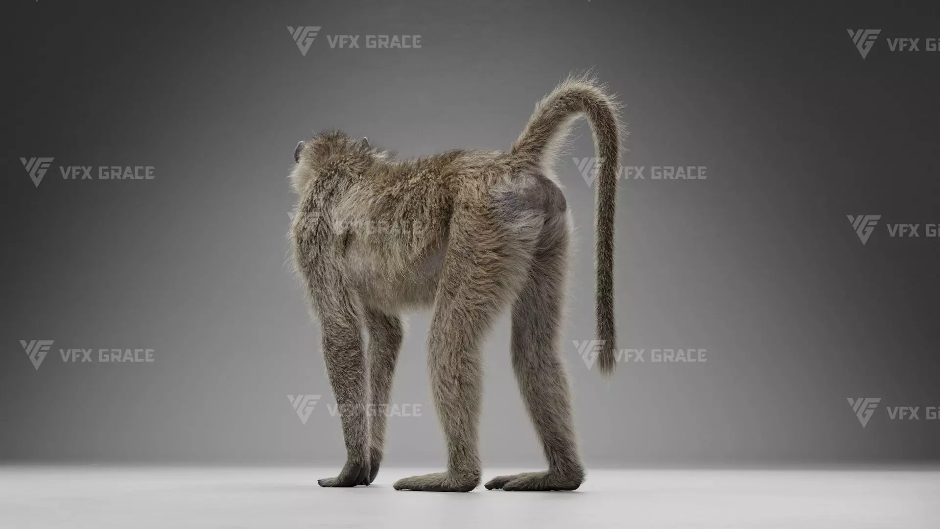 Baboon Animation  Blender 3D Model 3D model_9