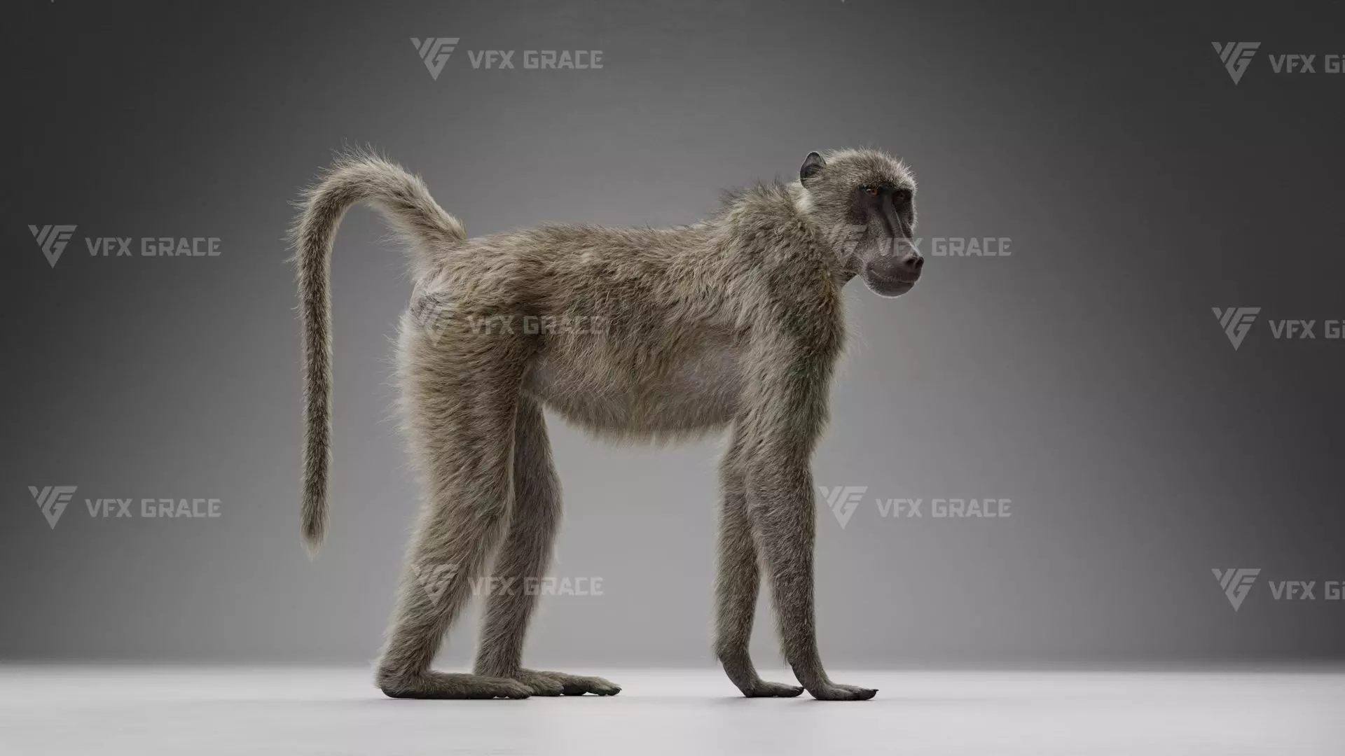 Baboon Animation  Blender 3D Model 3D model_7