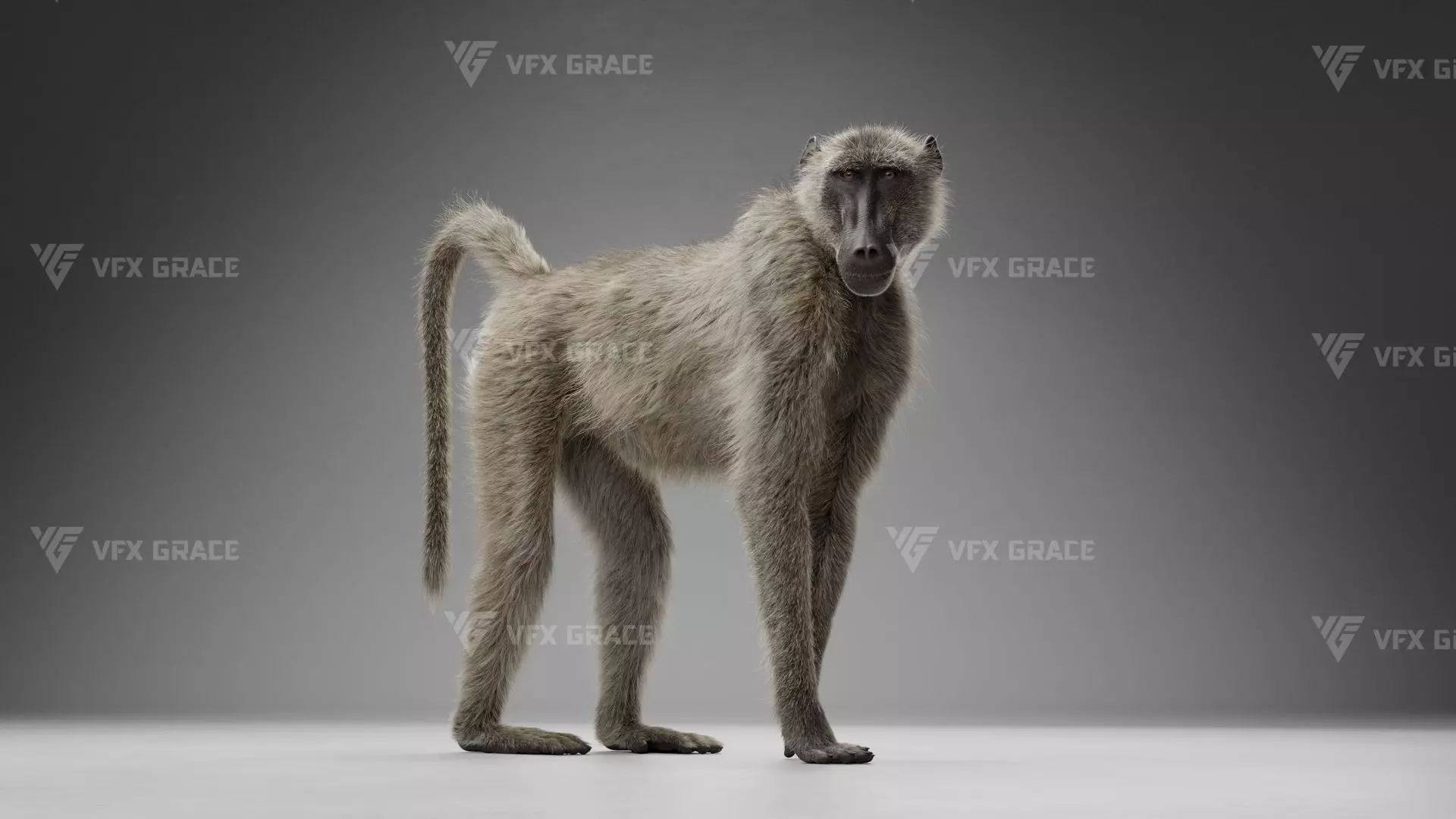 Baboon Animation  Blender 3D Model 3D model_0