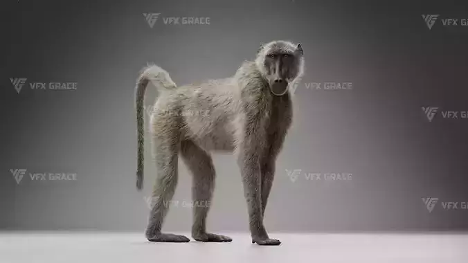 Baboon Animation  Blender 3D Model 3D model