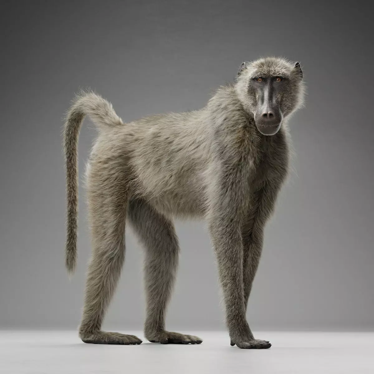 Baboon Animation  Blender 3D Model 3D model_15