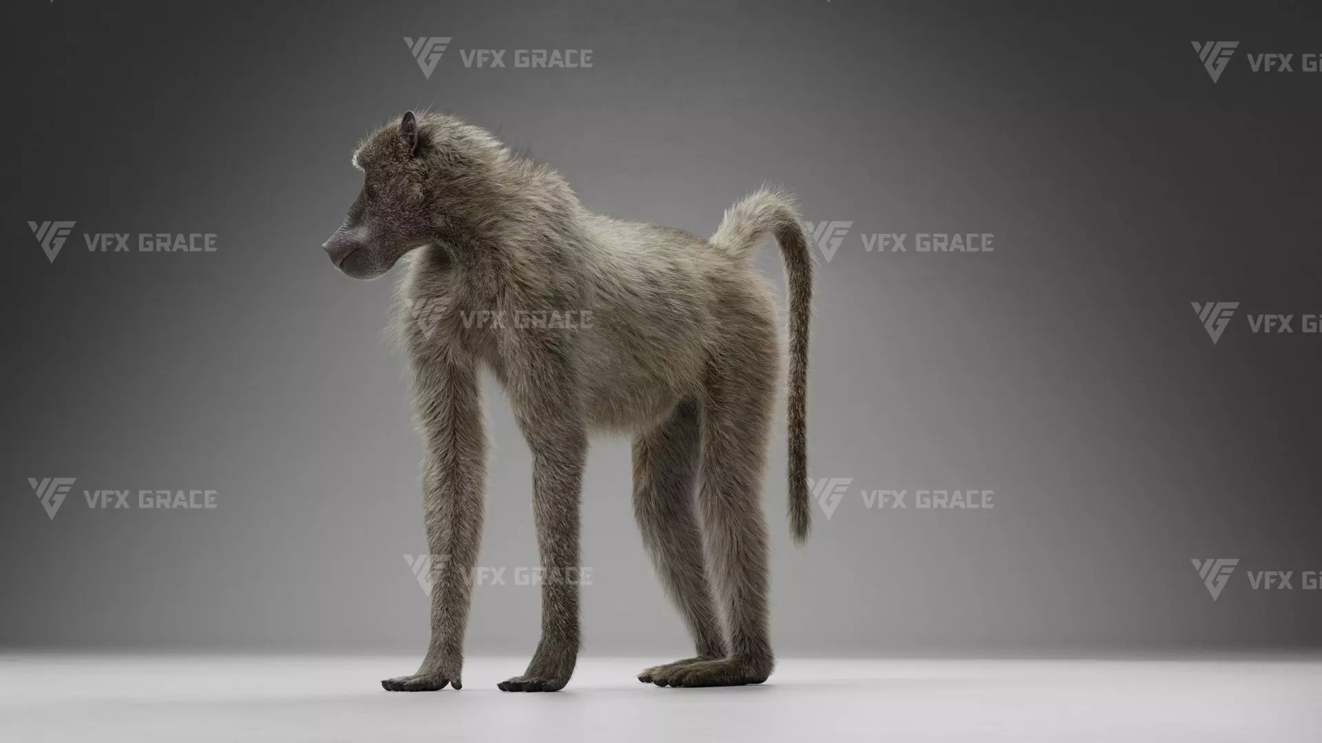 Baboon Animation  Blender 3D Model 3D model_11