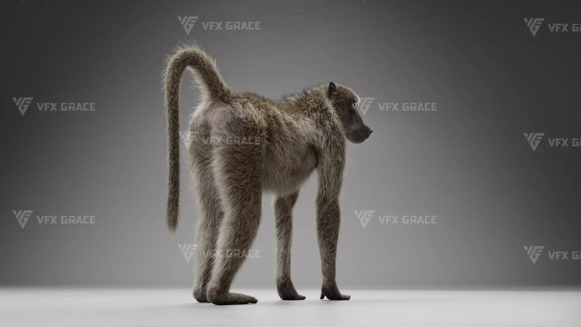 Baboon Animation  Blender 3D Model 3D model_8