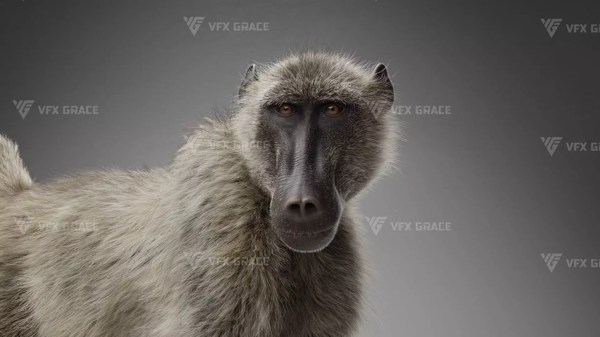Baboon Animation  Blender 3D Model 3D model_14