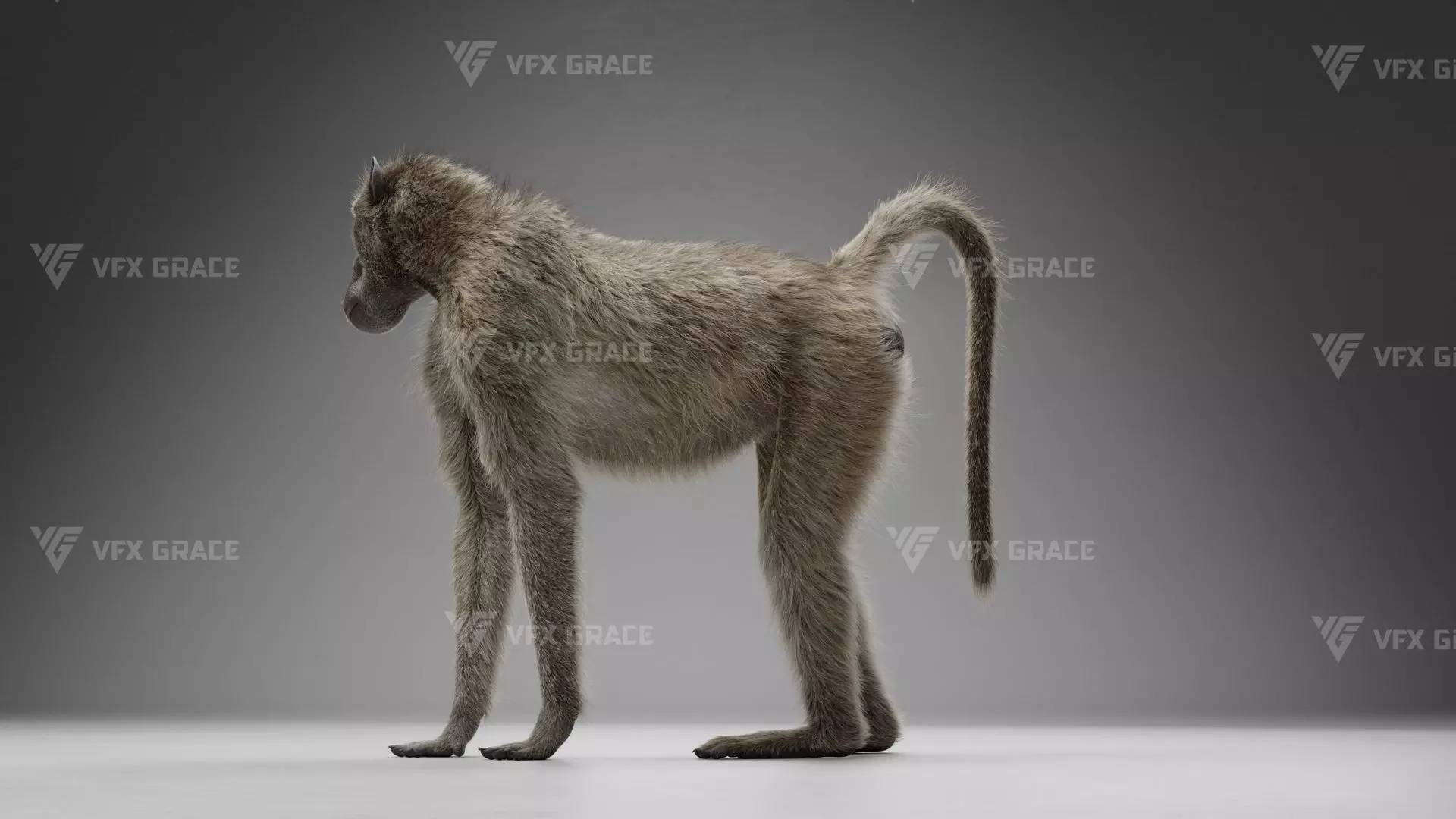 Baboon Animation  Blender 3D Model 3D model_10