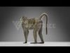 Baboon Animation  Blender 3D Model 3D model_1