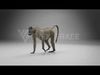 Baboon Animation  Blender 3D Model 3D model_2