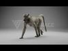 Baboon Animation  Blender 3D Model 3D model_3