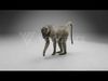 Baboon Animation  Blender 3D Model 3D model_5