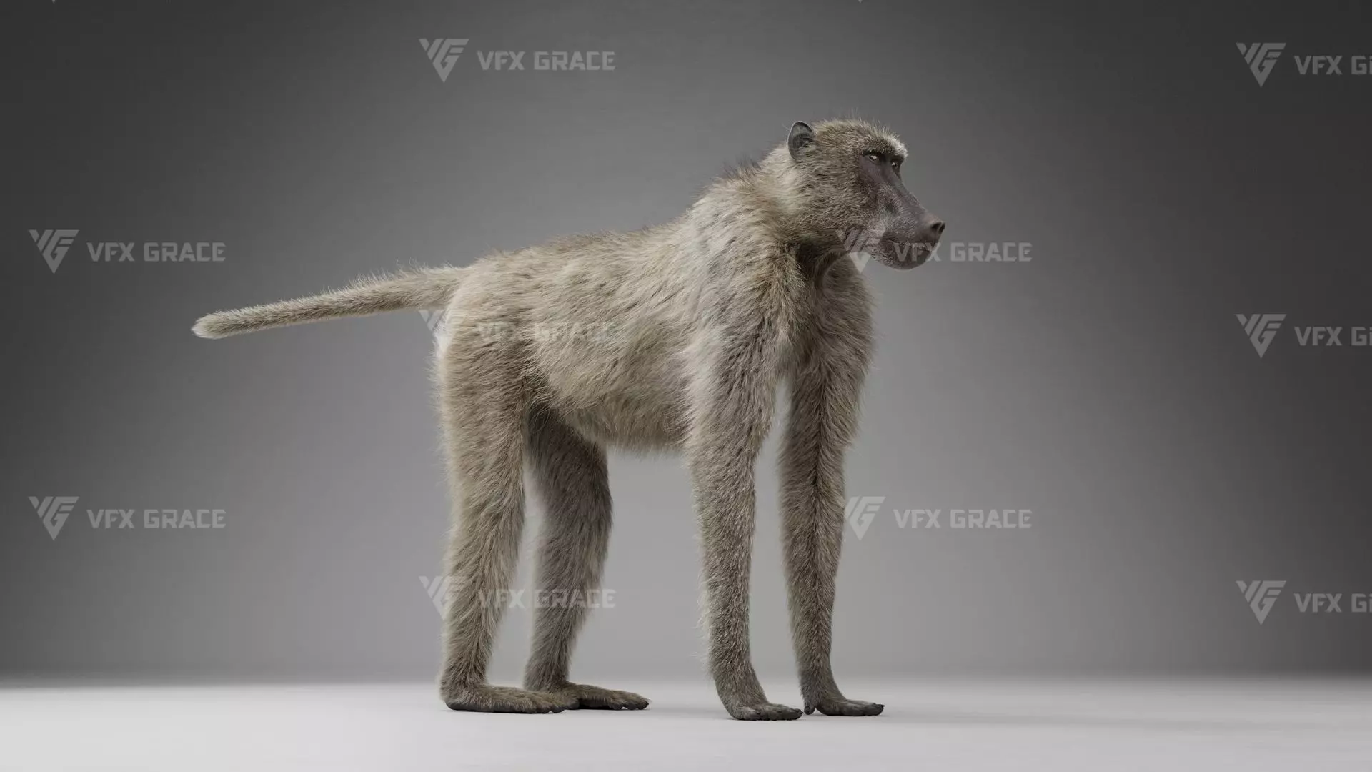 Baboon Animation  Blender 3D Model 3D model_12