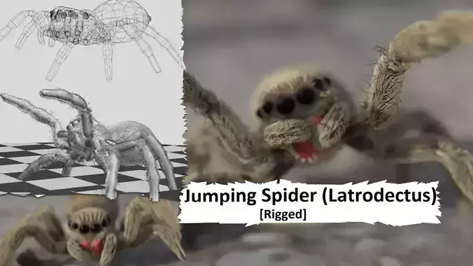 Jumping Spider - Latrodectus - Animated