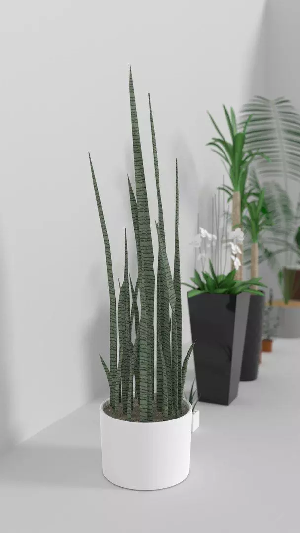 Indoor Decorative Plants Collection 3D model_3