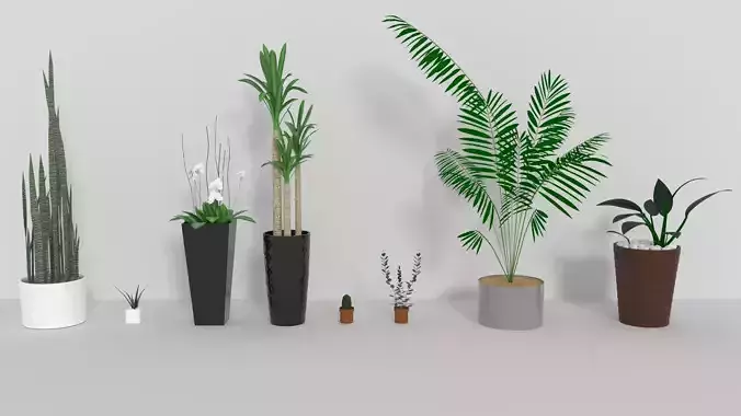 Indoor Decorative Plants Collection