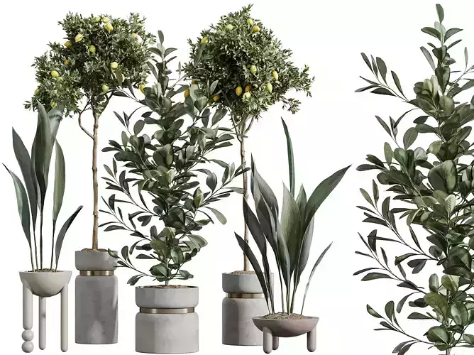 AV Indoor Plants Set 287 Lemon Ficus Aspidistra 3D model
