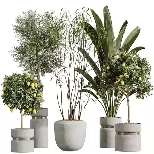 AV Indoor Plants Set 288 Lemon Banana Ficus Olive
