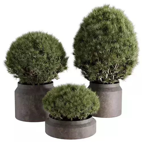  Topiary ball Pine - Outdoor Plants set 238