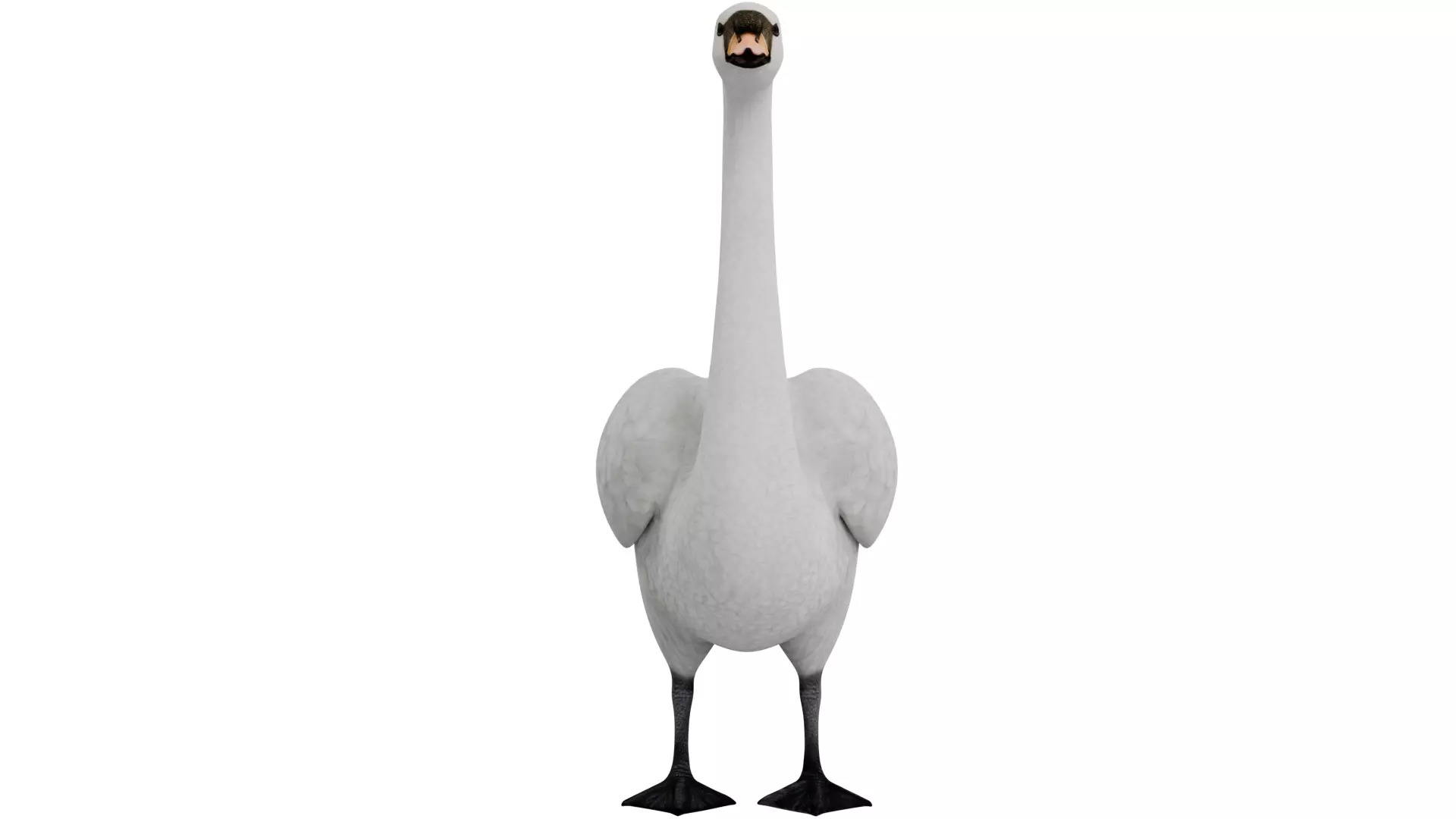 Swan Bird 3D model_7
