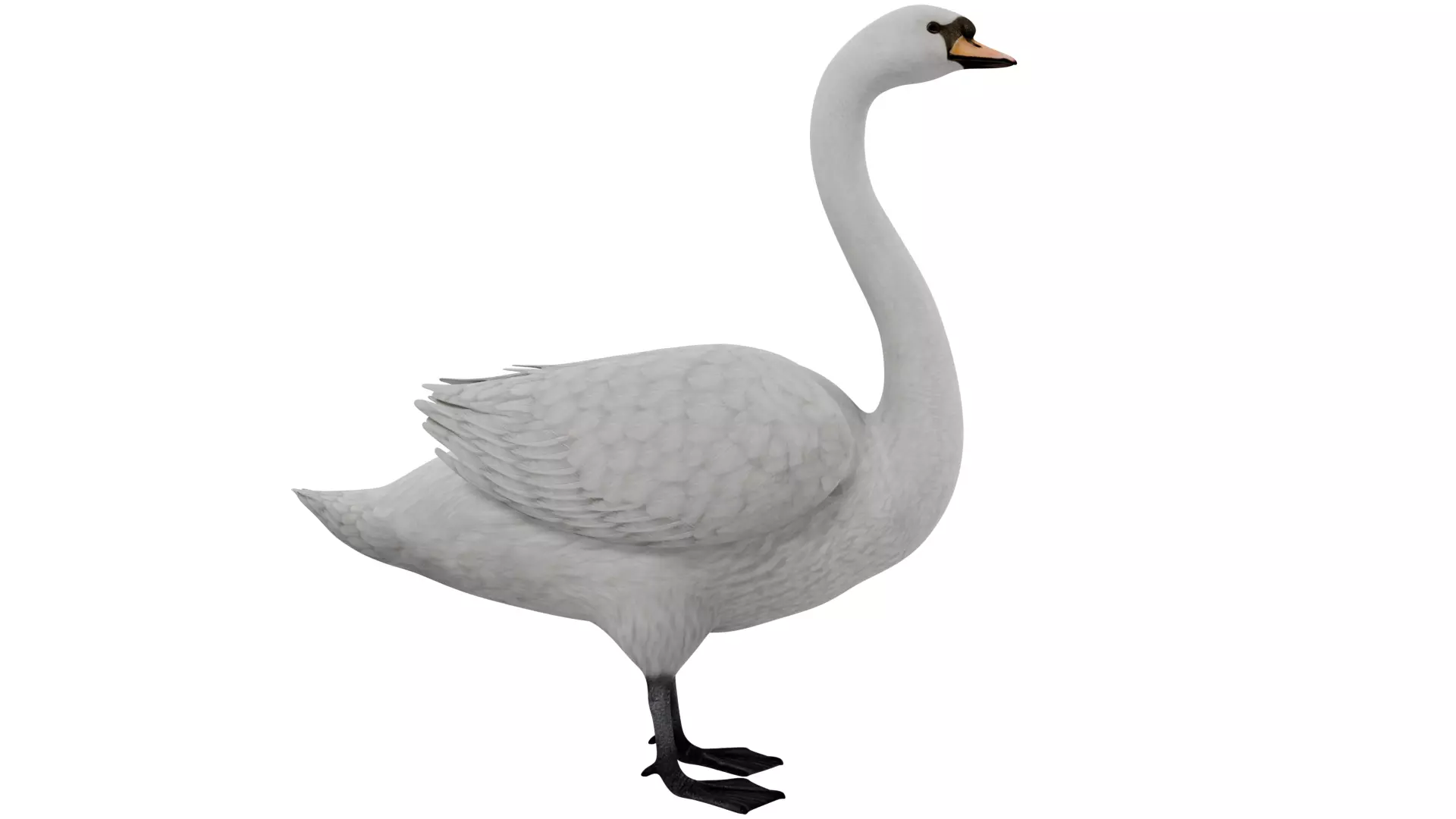 Swan Bird 3D model_5