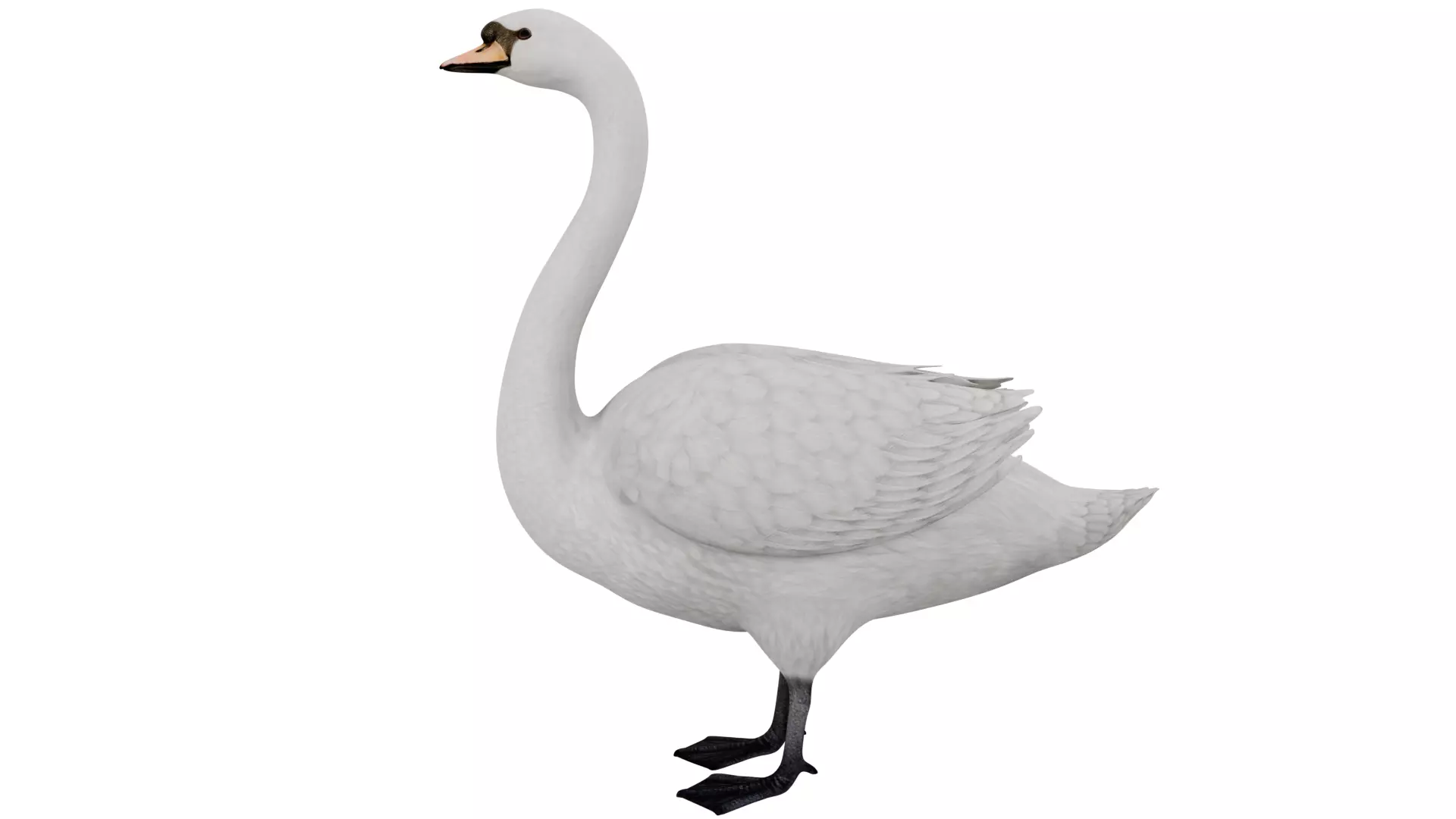 Swan Bird 3D model_1