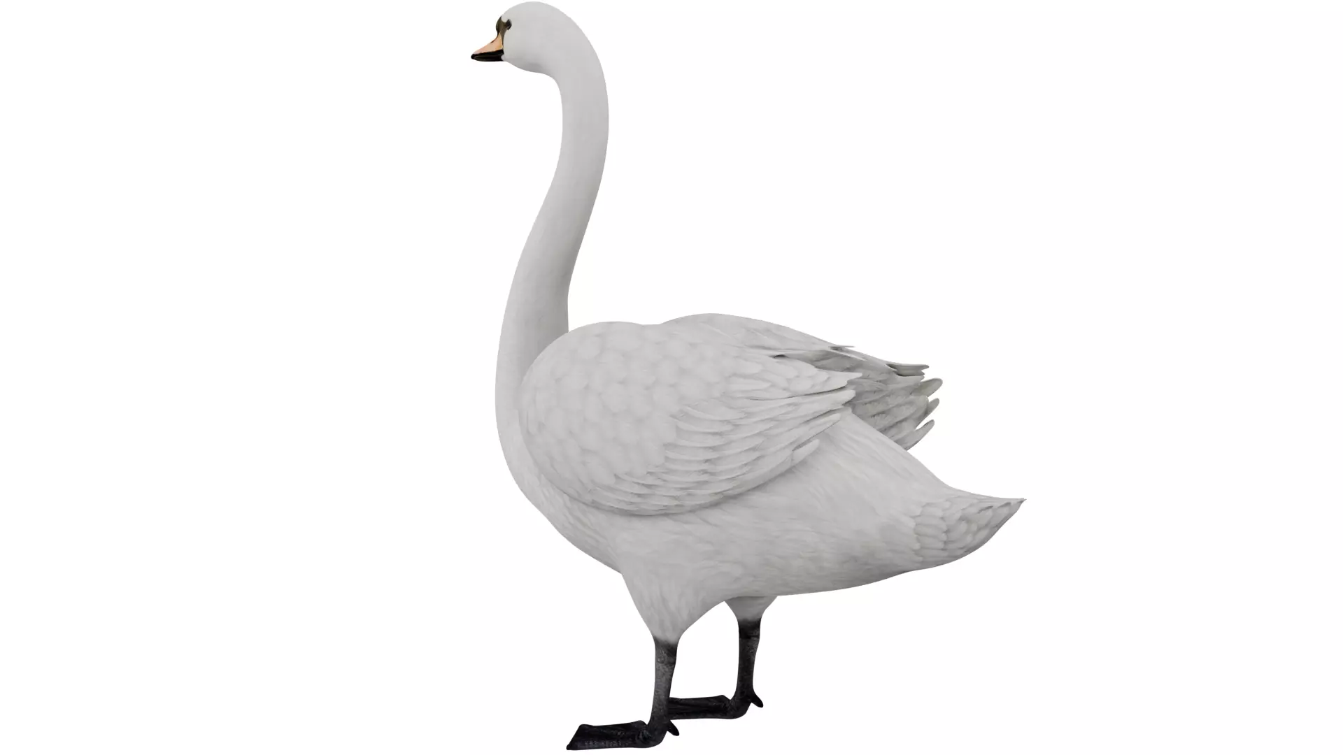 Swan Bird 3D model_2