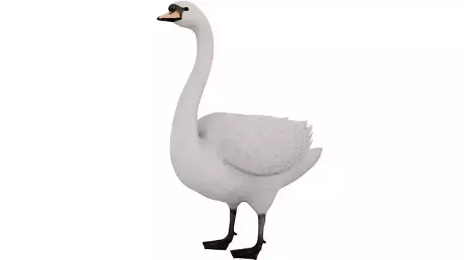 Swan Bird 3D model