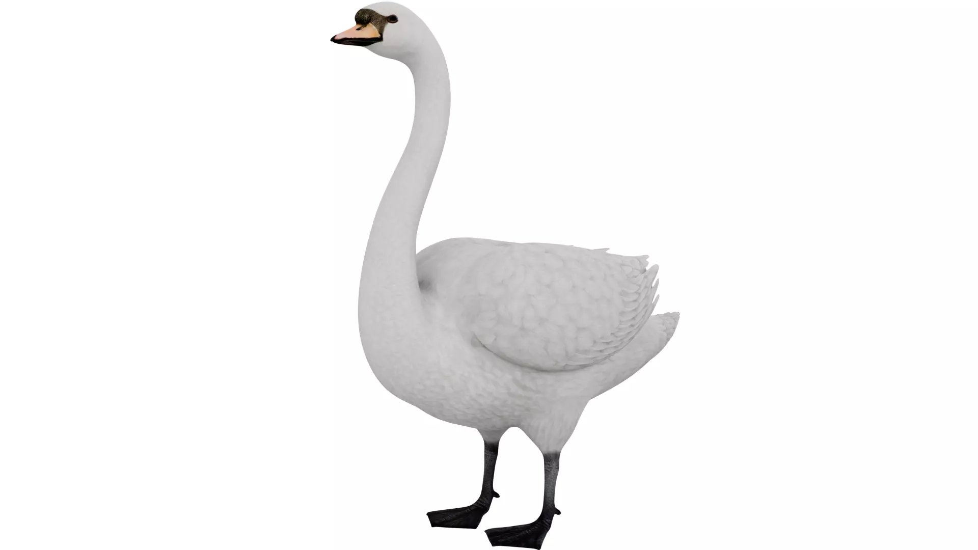 Swan Bird 3D model_0